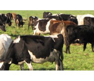 Van Diemen&rsquo;s Land Company, which has had a string of foreign owners, is again on the market.